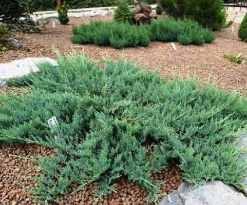 Можжевельник казацкий "Глаука" (Juniperus sabina Glauca)