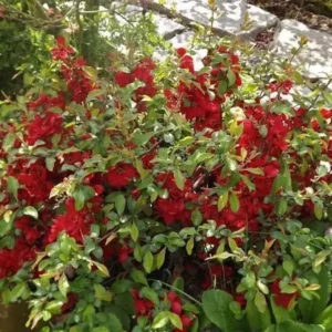 Хеномелес «Николайн»