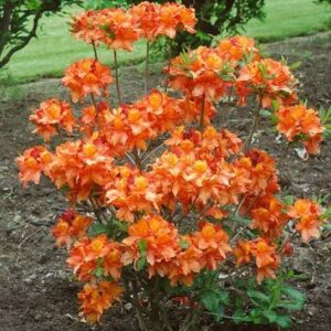 Азалия «Глоуин Эмберс» (Azalea Glowing Embers)