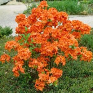 Азалия «Гибралтар» (Azalea Gibraltar)