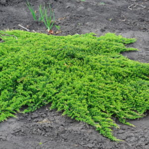Можжевельник горизонтальный «Принц Уэльский» (Juniperus horizontalis Prince of Wales)