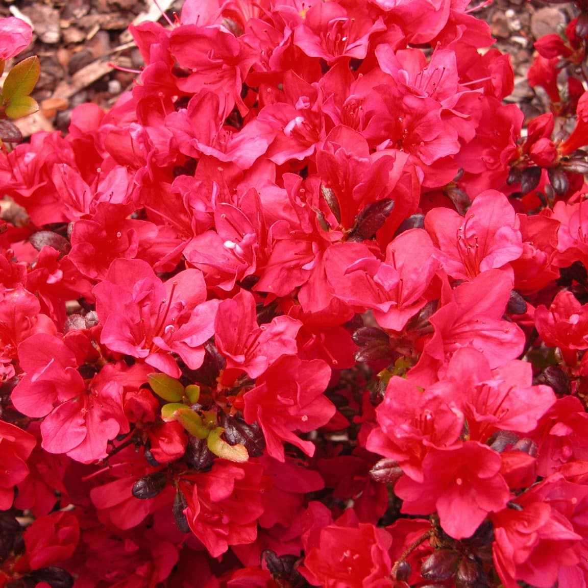 Азалия японская "Марушка" (Azalea japonica Maruschka)