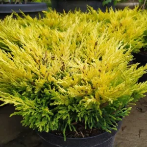Можжевельник горизонтальный «Лаймглоу» (Juniperus horizontalis Limeglow)