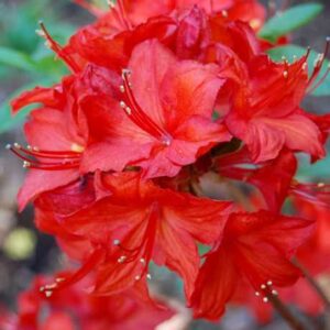 Азалия «Паркфейер» (Azalea Parkfeuer)