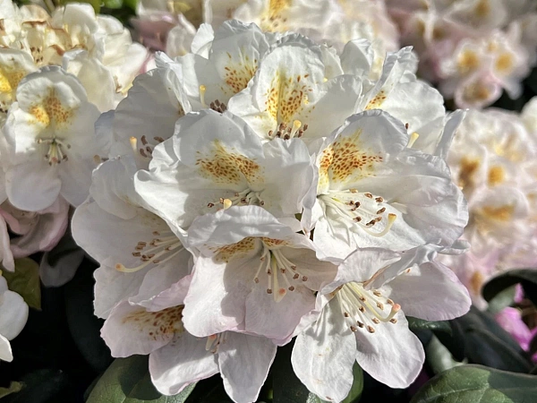 Рододендрон "Пернилла" (Rhododendron Pernilla)