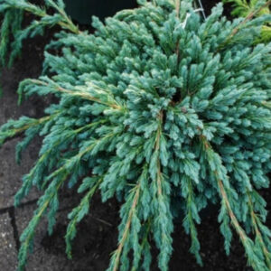 Можжевельник казацкий «Блю Спайдер» (Juniperus squamata Blue Spider)