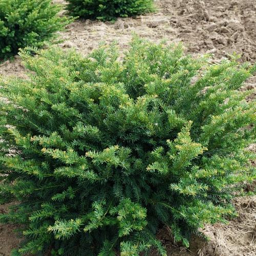 Тис ягодный "Репанденс" (Taxus baccata Repandens)