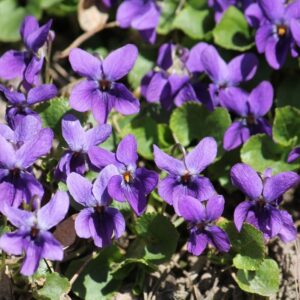 Виола душистая (Viola odorata)