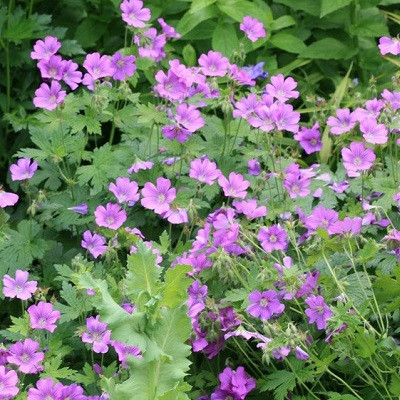 Герань "Сирак" (Geranium "Sirak")
