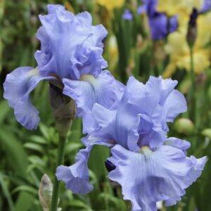 Ирис бородатый «Бебилинг Брук» (Iris germanica «Babbeling Brook»)