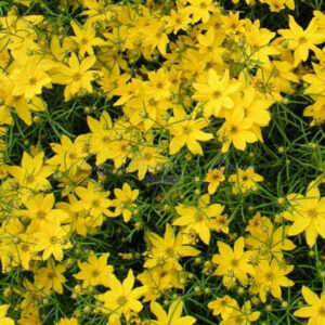 Кореопсис мутовчатый «Загреб» (Coreopsis verticillata «Zagreb»)