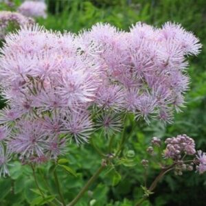 Василисник водосборолистный (Thalictrum aquilegiifolium)