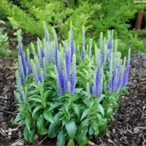 Вероника колосковая «Ульстар Двафт Блю» (Veronica spicata «Ulstar Dwaft Blue»)