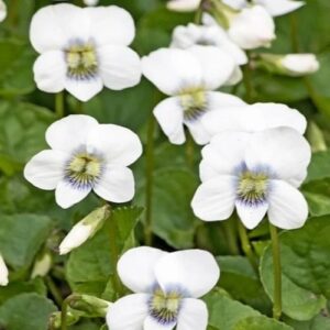 Виола сестринская «Альбифлора» (Viola sororia «Albiflora»)