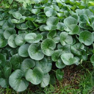Копытень европейский (Asarum europaeum)