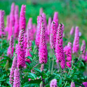 Вероника колосковая «Атомик Ред Рей» (Veronica spicata «Atomic Red Ray»)
