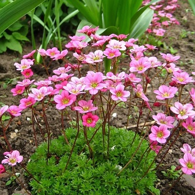 Камнеломка Арендса розовая (Saxifraga arendsii (Pink))