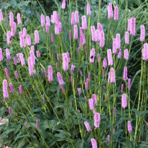 Горец змеиный «Хохе Татра» (Persicaria bistorta «Hohe Tatra»)