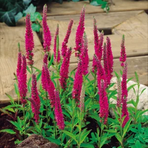 Вероника колосковая «Ротфакс» (Veronica spicata «Rotfuchs»)