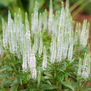 Вероника колосковая «Сноу Перл» (Veronica spicata «Snow Pearl»)