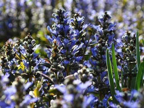 Живучка ползучая "Чоклид Чипс" (Ajuga reptans "Chocolate Chips")