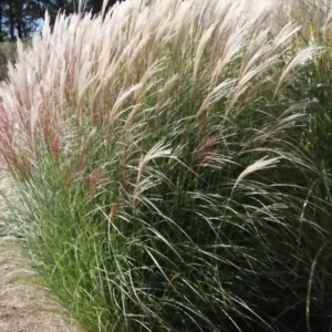 Мискантус китайский «Сильберфедер» (Miscanthus sinensis «Silberfeder»)