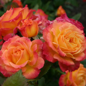 Роза «Гартенспасс» (Флорибунда) (Rosa «Gartenspaß»)
