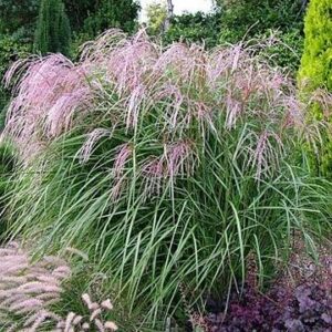 Мискантус китайский «Рози» (Miscanthus sinensis «Rosi»)