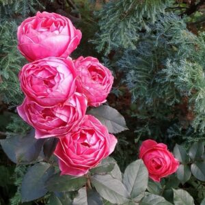 Роза «Гартенпринцессин Мари-Хосе» (Флорибунда) (Rosa «Gartenprinzessin Marie-José»)