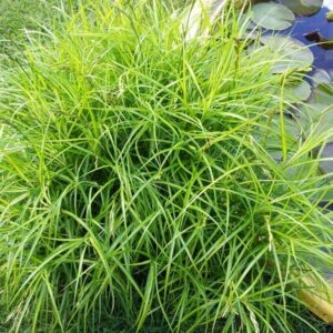 Осока пальмолистная (Carex muskingumensis)
