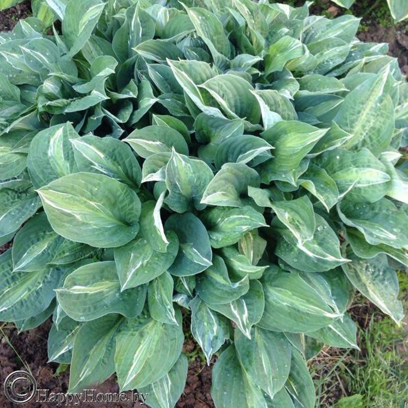 Хоста "Стриптиз" (Hosta "Striptease")