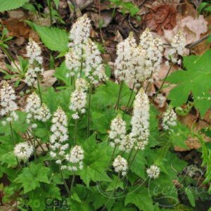 Тиарелла сердцелистная (Tiarella cordifolia)