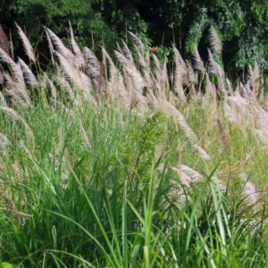 Мискантус сахароцветный (Miscanthus sacchariflorus)