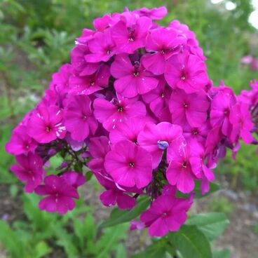 Флокс метельчатый "Калиостро" (Темно-пурпурный) (Phlox paniculata "Kaliostro")