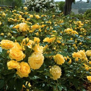 Роза «Голдшатц» (Флорибунда) (Rosa «Goldspatz»)