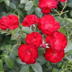 Роза «Кайен» (Парковая) (Rosa «Cayenne»)