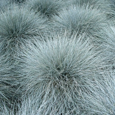Овсяница сизая "Варна" (Festuca cinarea "Varna")