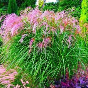 Мискантус китайский «Фламинго» (Miscanthus sinensis «Flamingo»)