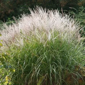 Мискантус китайский «Кляйне Зильберспинне» (Miscanthus sinensis «Kleine Silberspinne»)