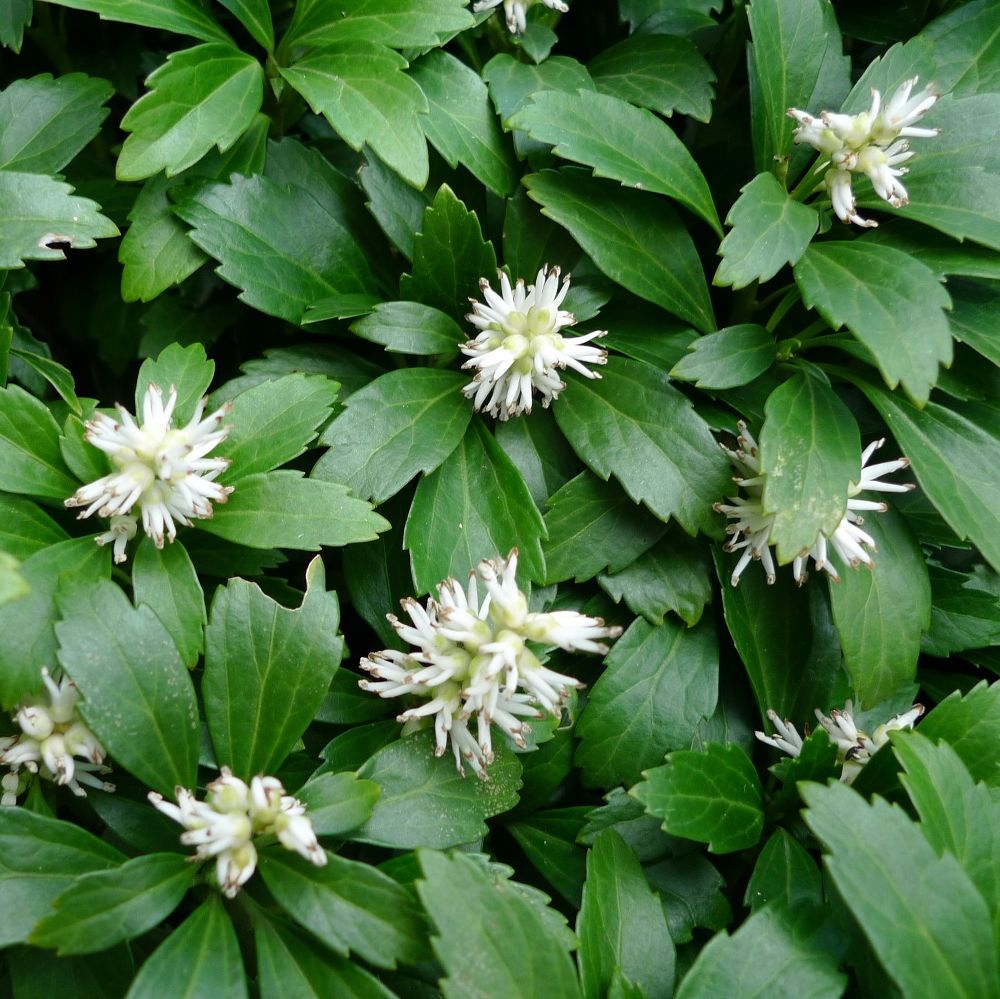 Пахизандра верхушечная (Pachysandra terminalis)
