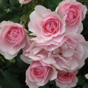 Роза «Боника» (Флорибунда) (Rosa «Bonica 82»)