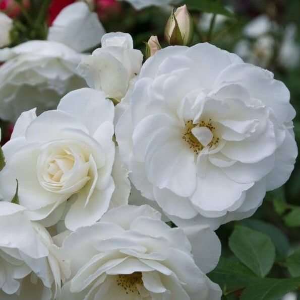 zelenoenasledie.ru