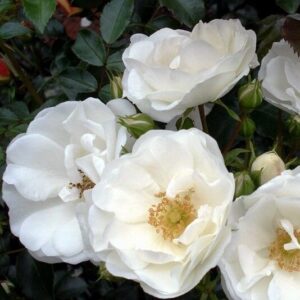 Роза «Инносенсия» (Флорибунда) (Rosa «Innocencia»)