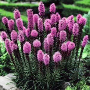 Лиатрис колосковый «Кобольд» (Liatris spicata «Kobold»)