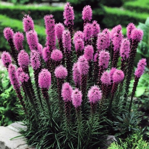 Лиатрис колосковый "Кобольд" (Liatris spicata "Kobold")