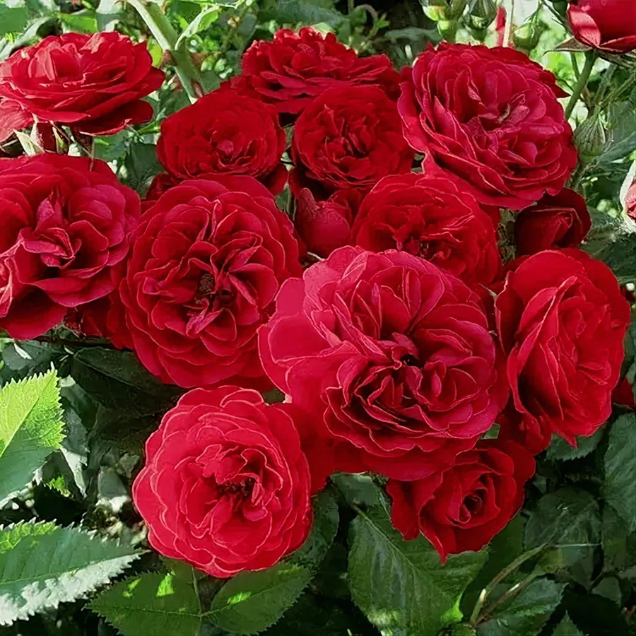 Роза "Ред Леонардо да Винчи" (Флорибунда) (Rosa "Red Leonardo da Vinci")