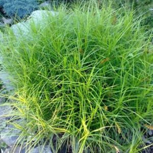 Осока пальмолистная «Литл Мидж» (Carex muskingumensis «Little Midge»)