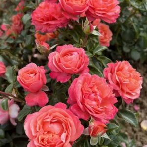 Роза «Корал Лионс-Роз» (Флорибунда) (Rosa «Coral Lions-Rose»)