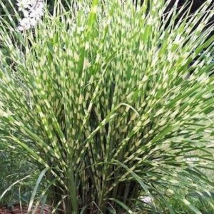 Мискантус китайский «Стриктус» (Miscanthus sinensis «Strictus»)