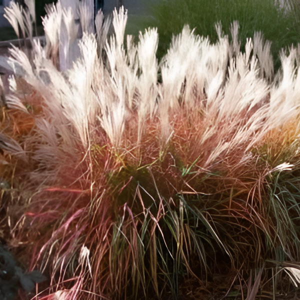 Мискантус китайский "Пурпурасценс" (Miscanthus sinensis "Purpurascens")